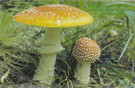 Amanita muscaria.gif